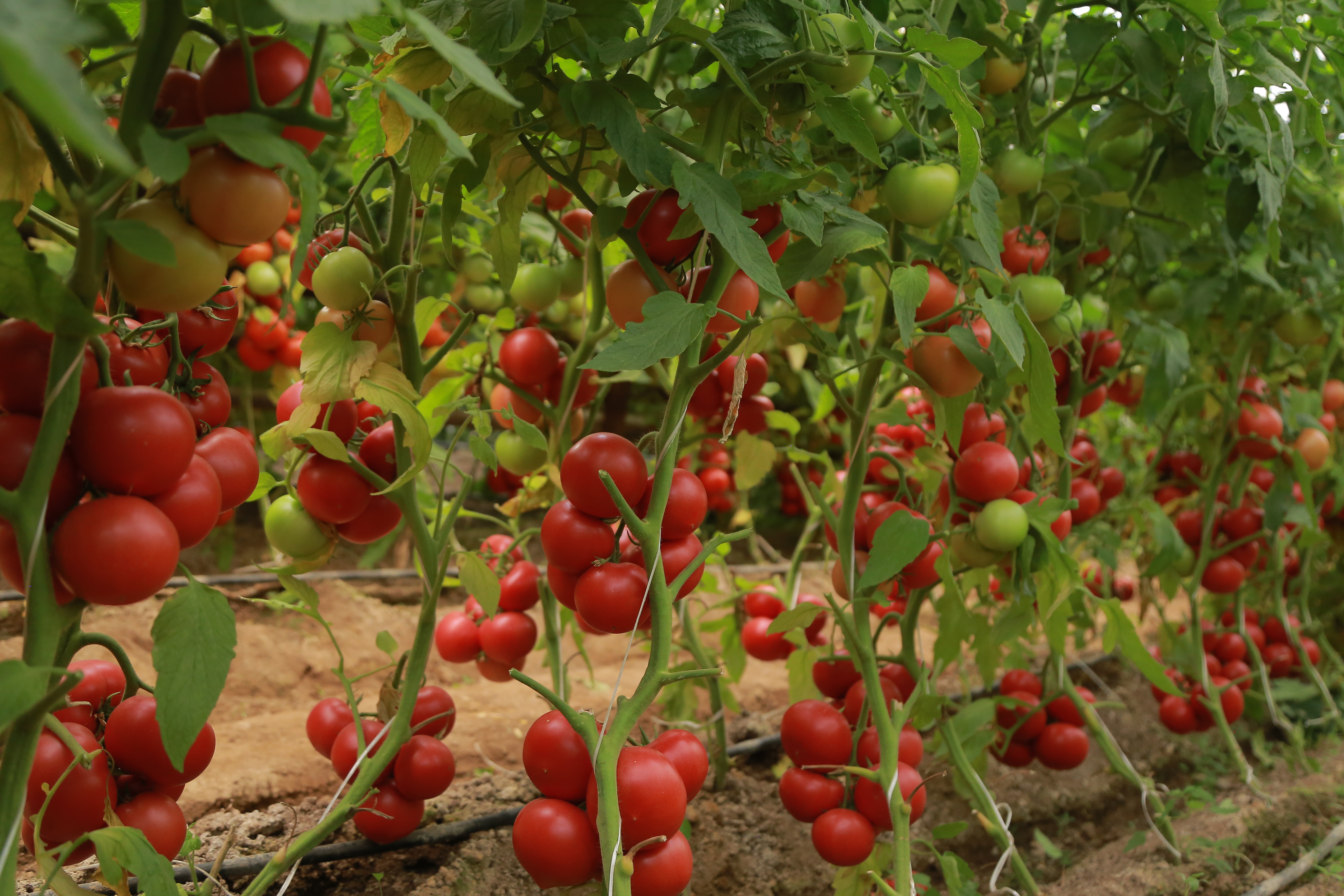 Первые семена томаты. Мамстон f1. Томат Мамстон. Сорт помидор Мамстон. Syngenta Мамстон f1.